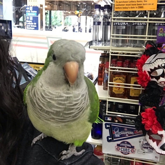 Meet your Posher, Roxana - Picture 1 of 1